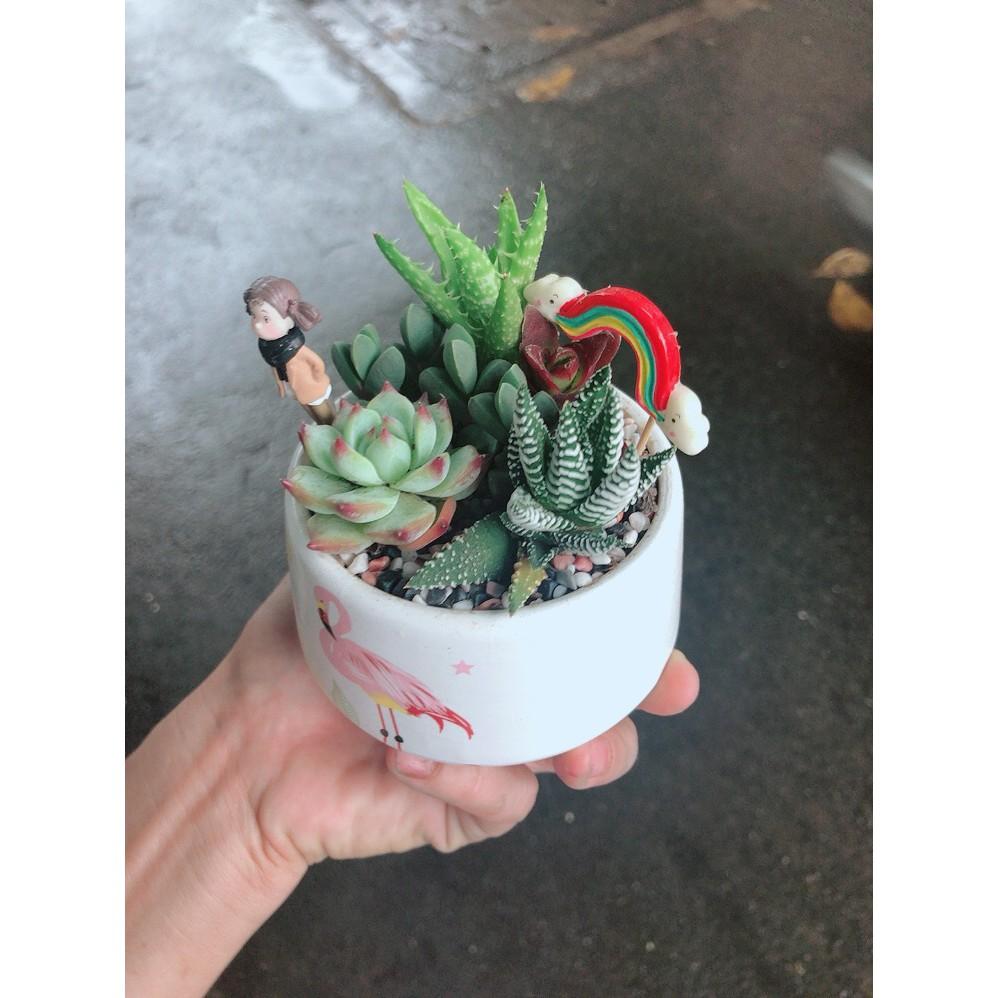 Chậu sen đá tiểu cảnh