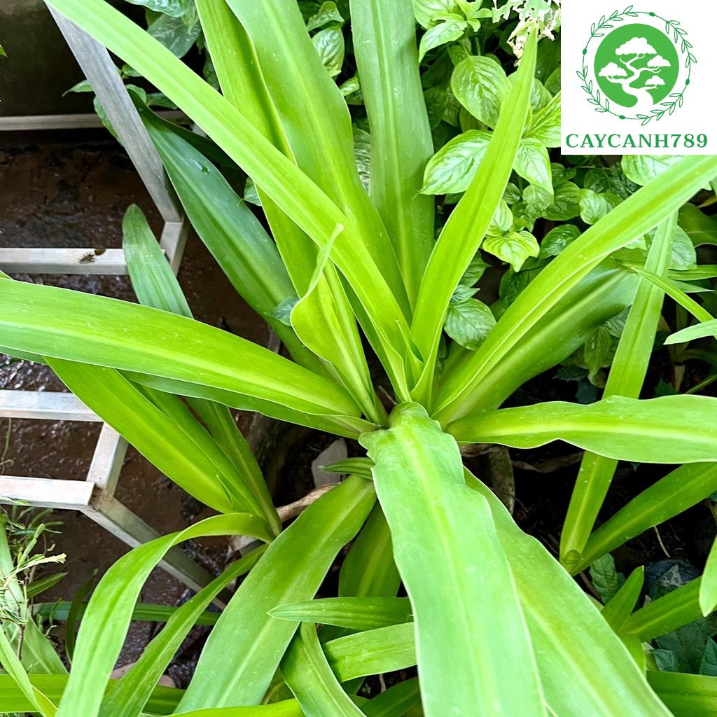 Cây hoàng cung trinh nữ - Cây dược liệu cao 40 cm .