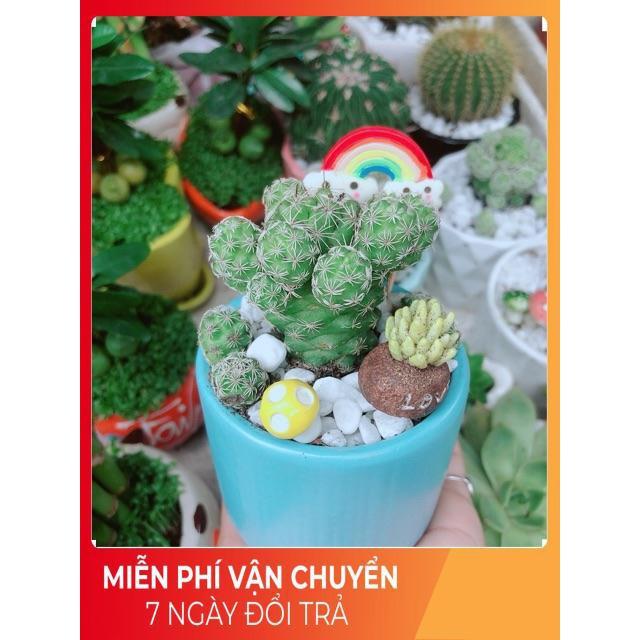 Chậu Xương Rồng Trứng Chim