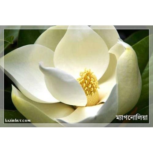 NGUYÊN CHẬU CÂY HOA DẠ HỢP  TRẮNG TINH KHÔI, THƠM DỊU DÀNG -