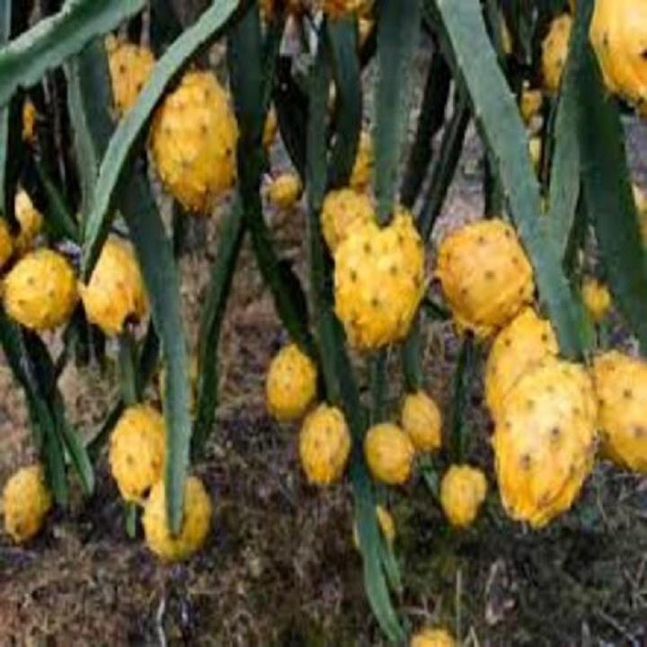 CÂY GIỐNG THANH LONG VỎ VÀNG RUỘT TRẮNG THÁI