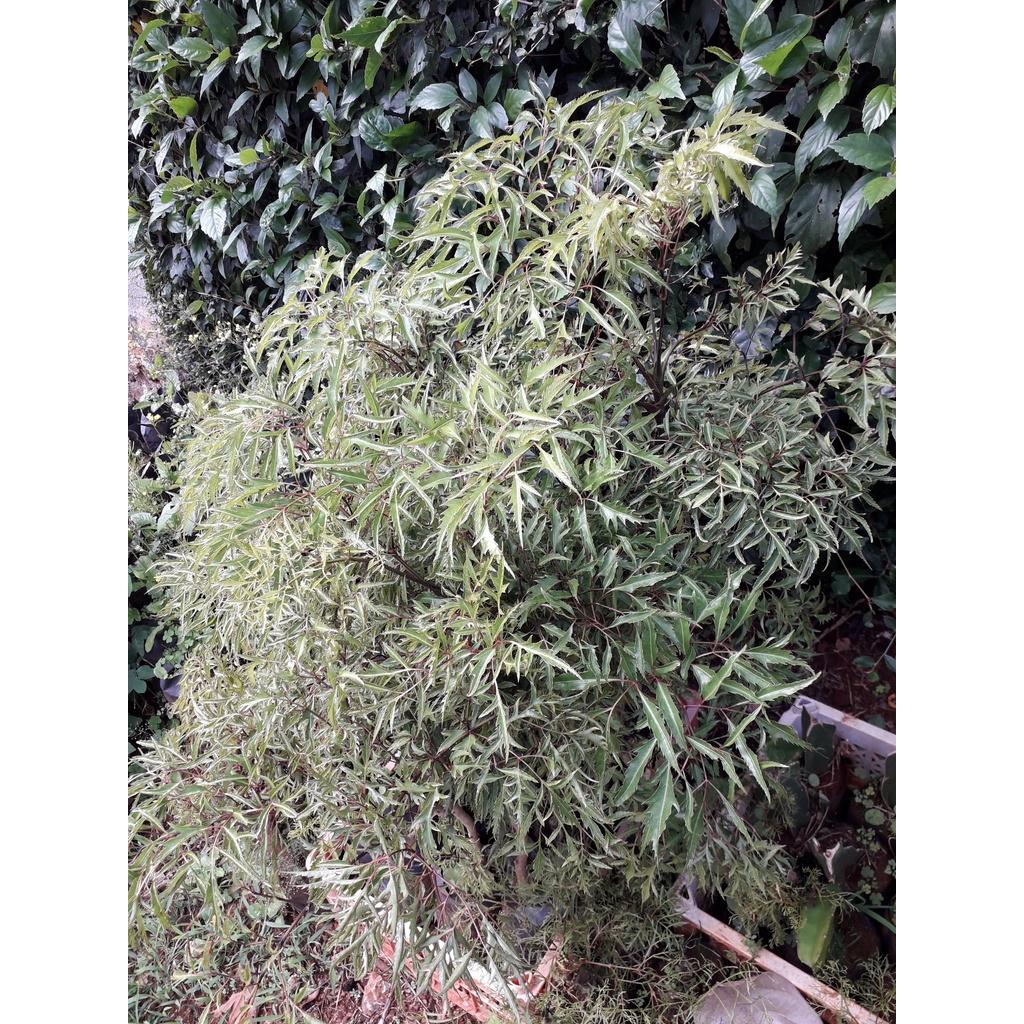 Cây giống Đinh Lăng trưởng thành cao ~ 1m