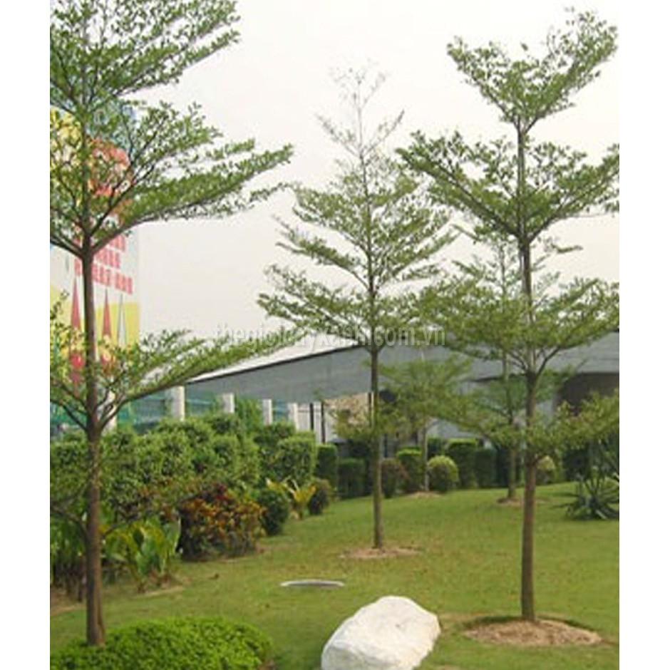 Cây giống bàng đài loan