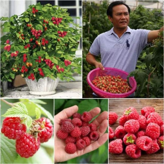 CÂY GIỐNG MÂM XÔI CÂY LỚN NHẬP KHẨU SIÊU QUẢ DÒNG QUẢ SỚM- CAM KÊT GIỐNG CHUẨN F1