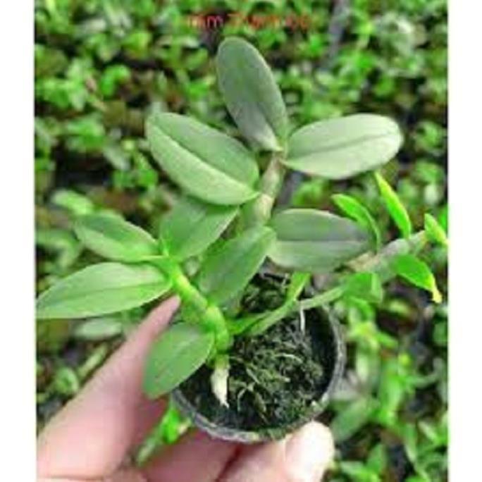 Hoa lan trầm tím điện biên