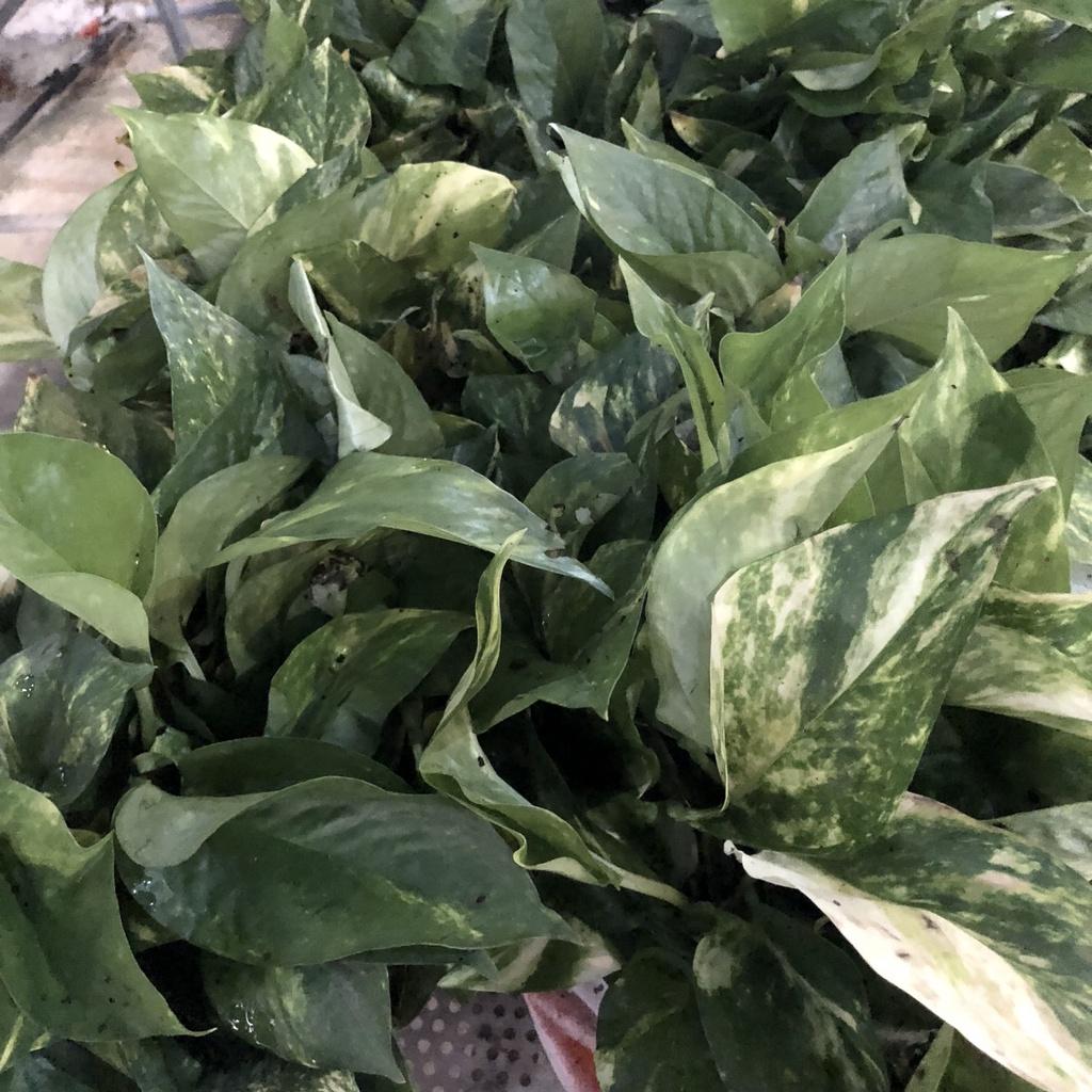 Cây trầu bà đốm rủ chậu treo, đường kính 20cm ngọn rủ bắt mắt lá to đẹp thích hợp trang trí ban côn