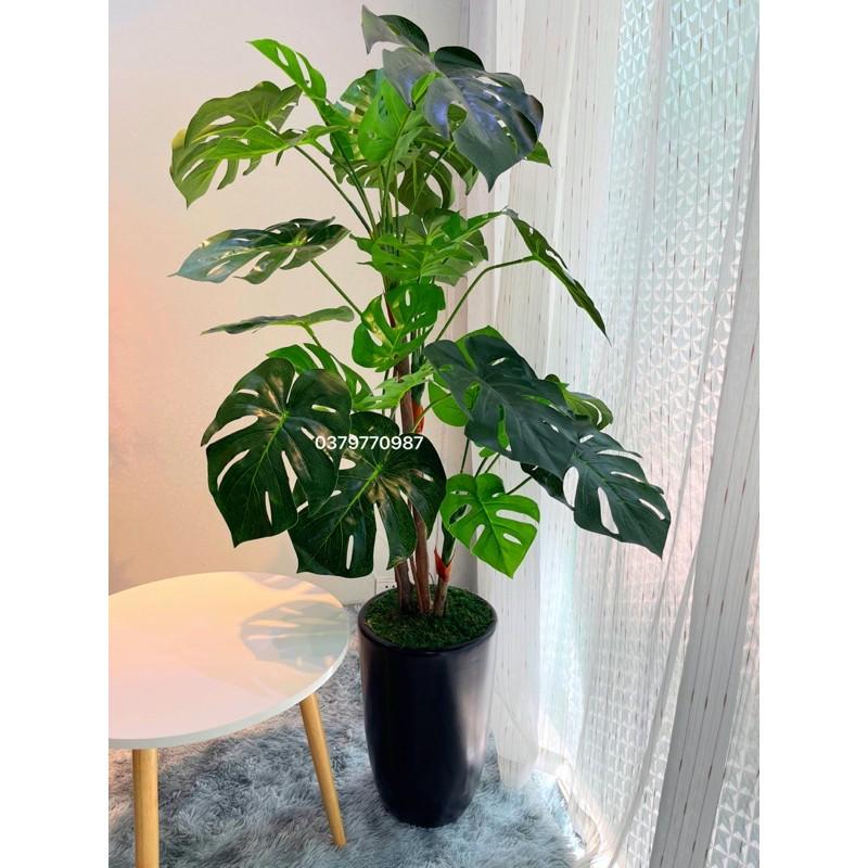 Cây lá rùa - 130cm 4 nhánh. Trang trí nhà cửa, văn phòng, hàng quán, nội thất, mang ý nghĩa phong thủy