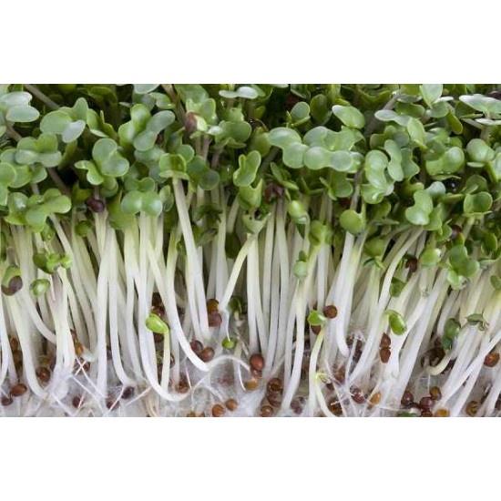 Hạt giống Mầm củ cải trắng–Gói 50gram
