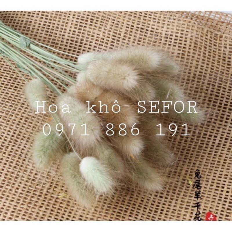 BÔNG HOA ĐUÔI THỎ ướp khô - bình hoa trang trí - decor- bình hoa- hoa khô trang trí cafe, trà sữa