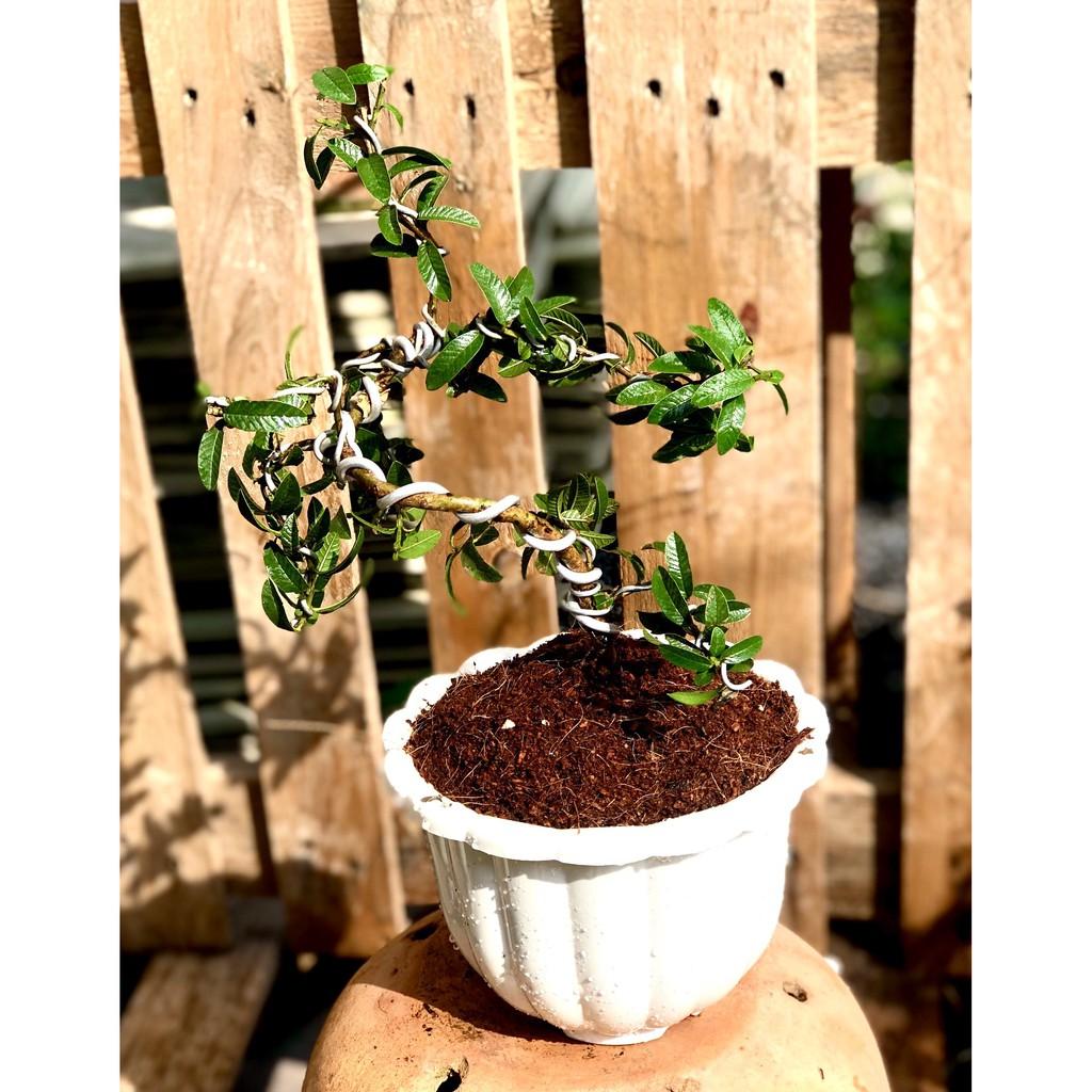 Chậu Bonsai cây ổi sẽ