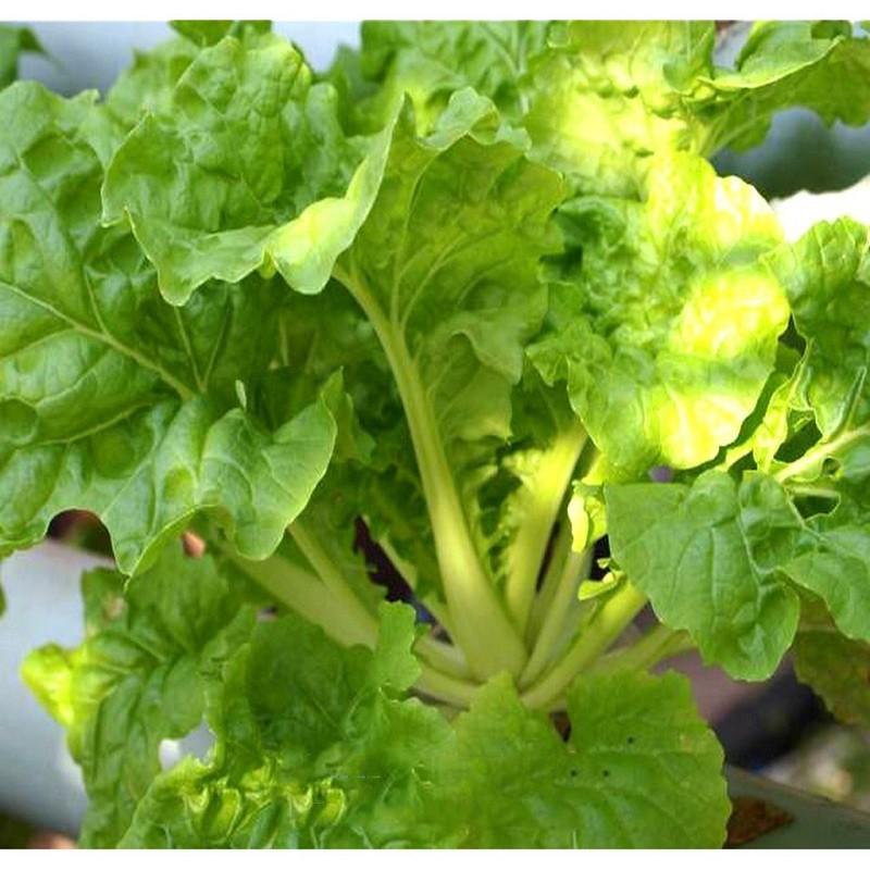 Hạt giống cải bẹ dún Kansa, đóng gói 10gr