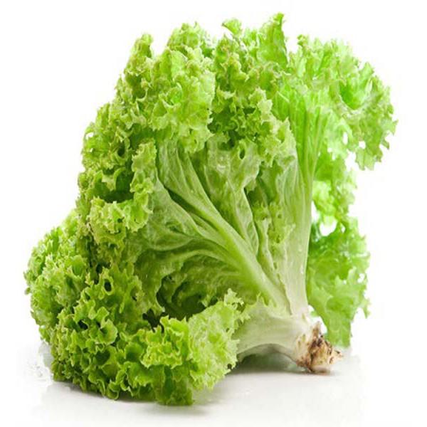 Hạt Giống Xà Lách gói 10gr, hat giong rau sach thuy canh