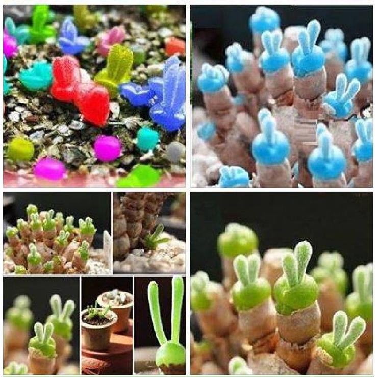 Combo 2 gói Hạt giống cỏ tai thỏ mix màu-gói 50 hạt/tặng kèm gói phân bón lót