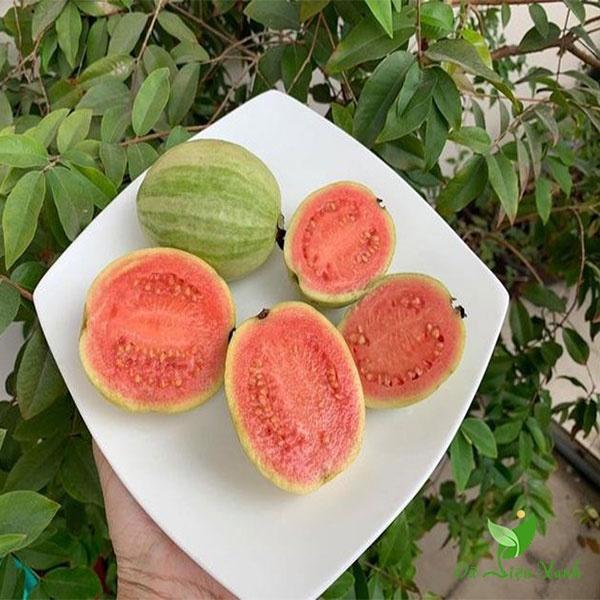 CÂY GIỐNG ỔI CẨM THẠCH RUỘT ĐỎ.