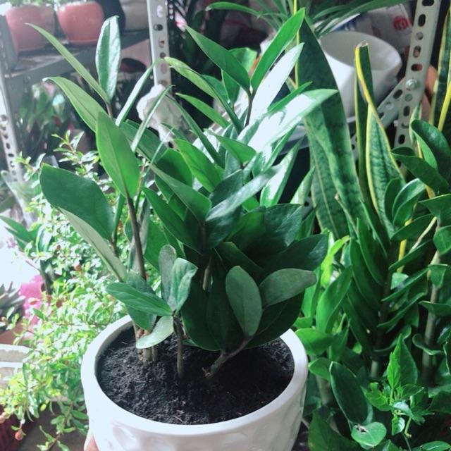 Chậu Kim Tiền Thái