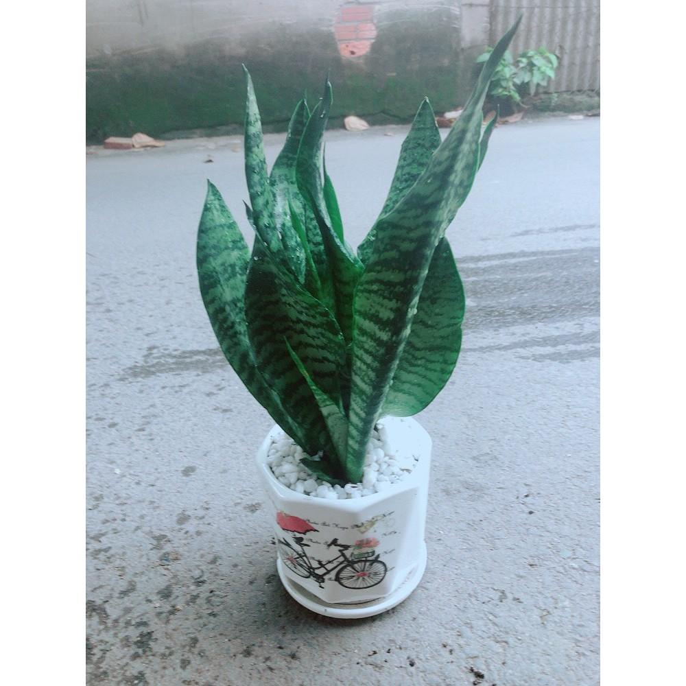 Chậu Lưỡi Hổ Thái Xanh