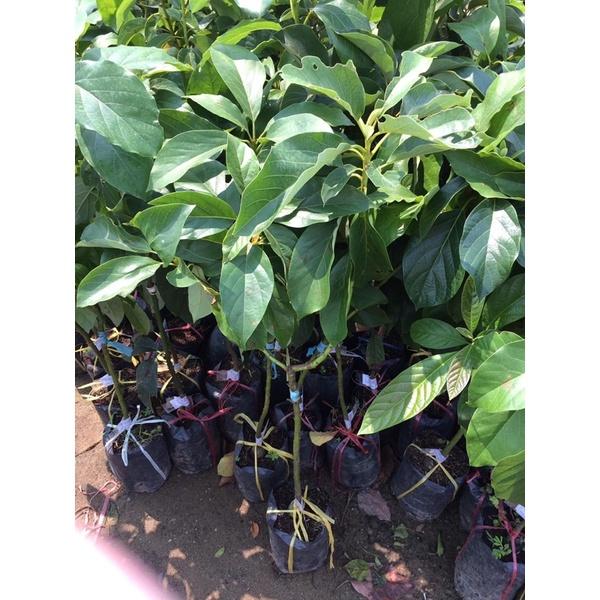 Cây bơ sáp quả to tròn rất dễ trồng và chăm sóc