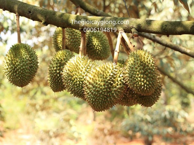 Cây giống sầu riêng thái