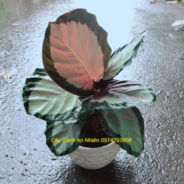 Chậu Đuôi Công Hồng