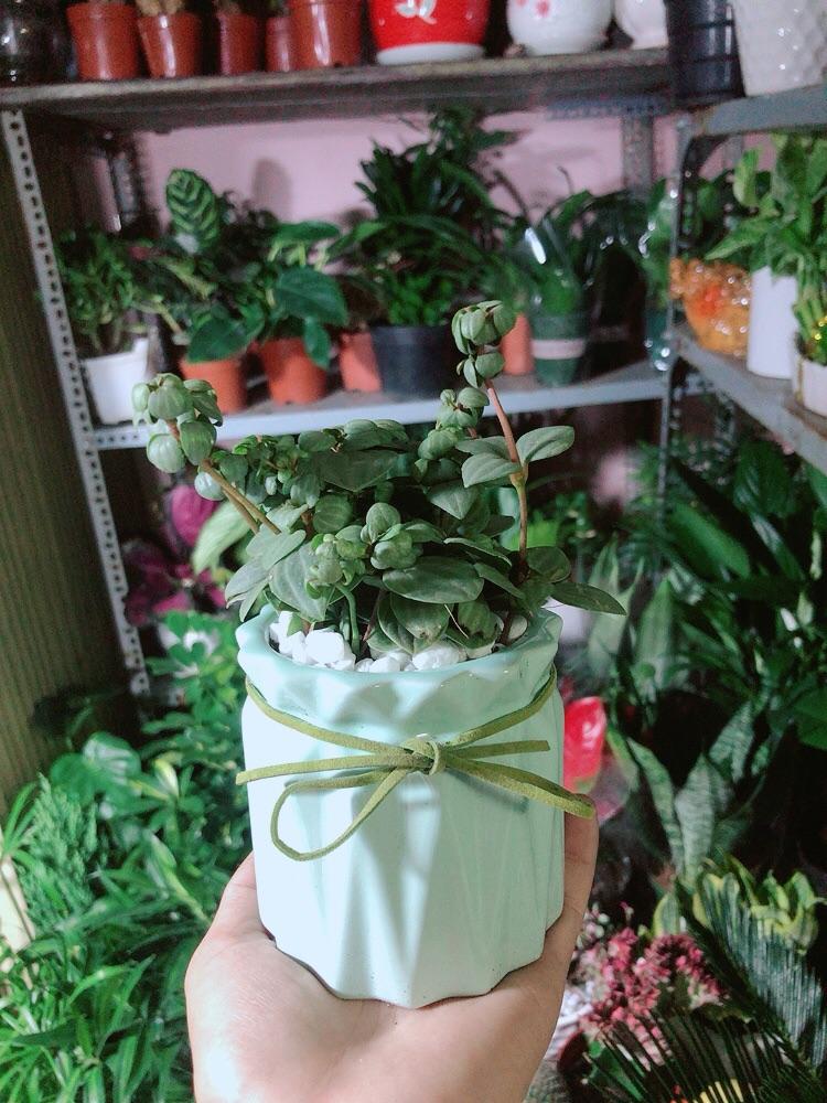 Chậu Cây Kim Cương Hột Xoàn