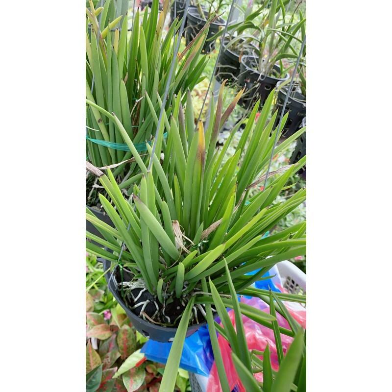 Lan Nữ Hoàng Bóng Đêm