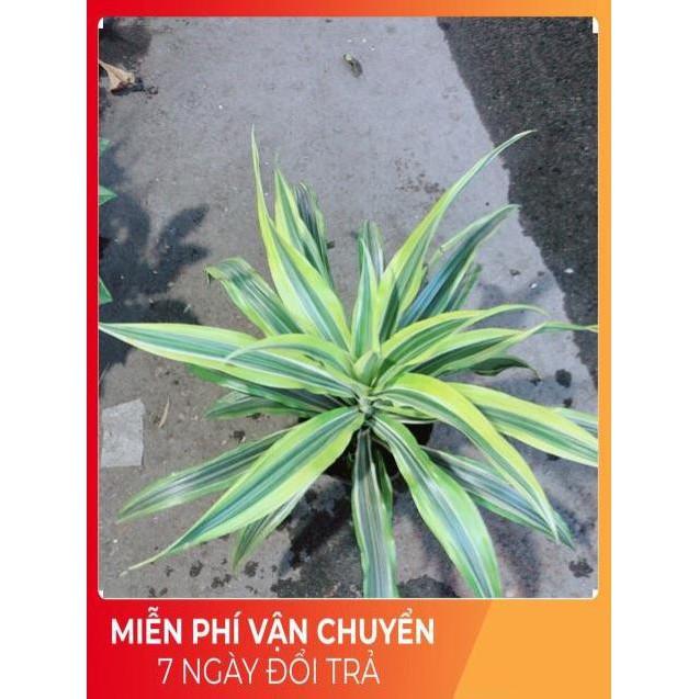 Cây Phát Tài
