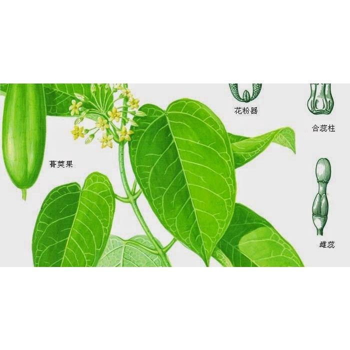 Cây rau quả mỏ giống- cây giống lên bầu phát triển ổn định