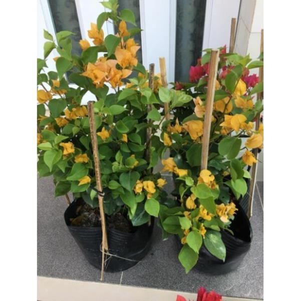 Hoa giấy vàng siêu bông