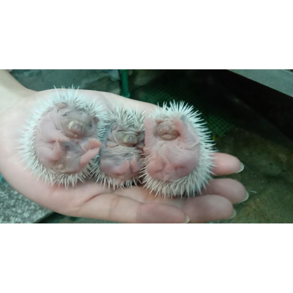 Túi 150 gr thức ăn cho nhím cảnh
