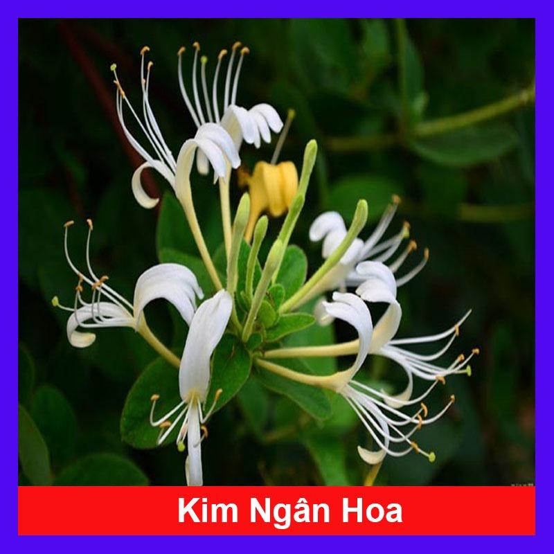 Cây Kim Ngân Hoa ( hoa chuyển màu , thân leo có hương thơm)