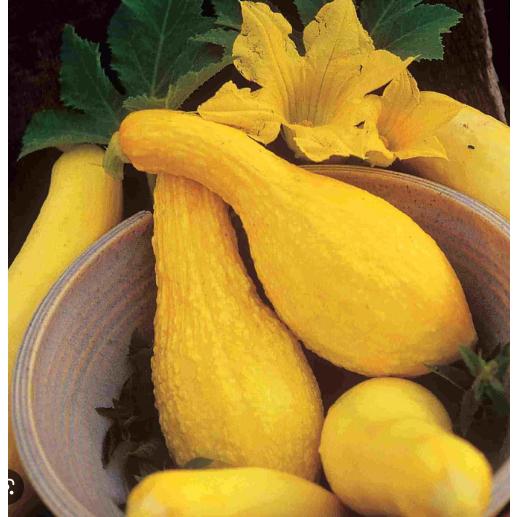 Hạt giống Bí Thiên Nga -