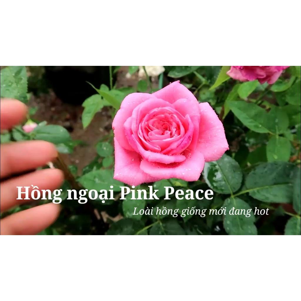 Hoa hồng ngoại Pink Peace siêu đẹp