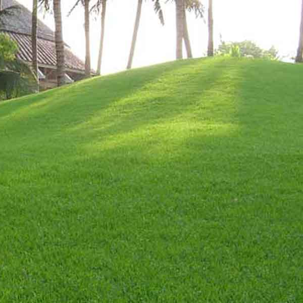 Hạt Giống Cỏ Nhung Nhật gói 100g