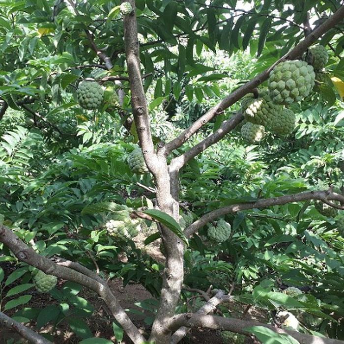Cây giống na dai thơm ngon trái to