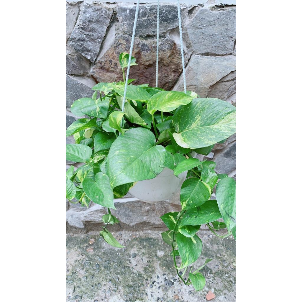 Chậu Cây Trầu Bà Thái Xanh