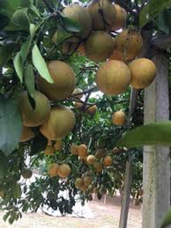 Cây BƯỞI ĐỎ TÂN LẠC chuẩn giống cam kết chất lượng