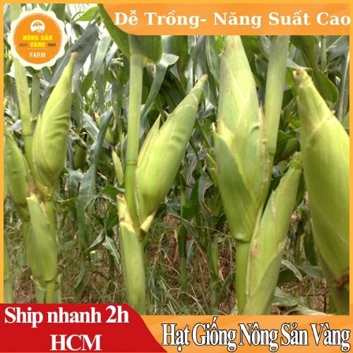 Hạt giống Bắp Mỹ Dễ Trồng, Phát Triển Mạnh Mẽ, Năng Suất Cao - Nông Sản Vàng