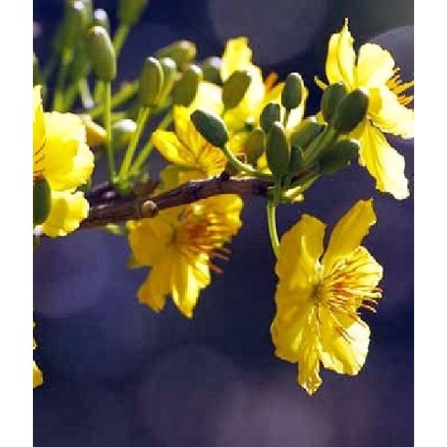 Combo 4 gói Hạt giống hoa mai vàng 5 cánh-gói 25hạt-tặng kèm gói phân bón lót