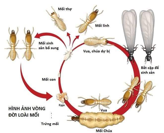 Thuốc diệt mối dạng bột xịt PMC 90 loại tốt - nên mua kèm hộp nhử mối để hiệu quả tối ưu nhất