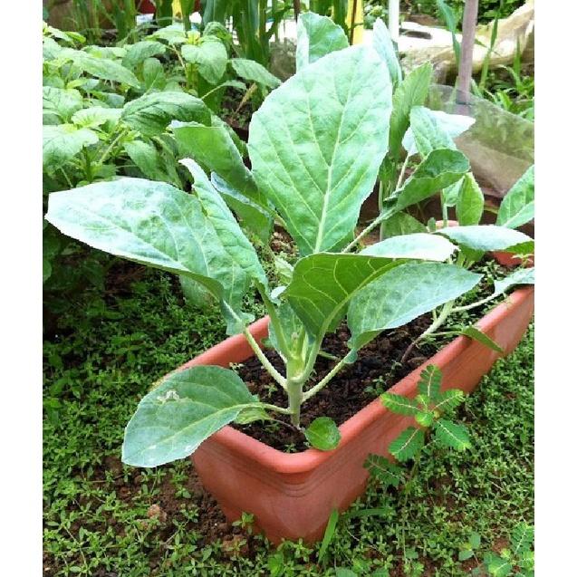 Hạt giống rau cải làn - 1 gói 5gram