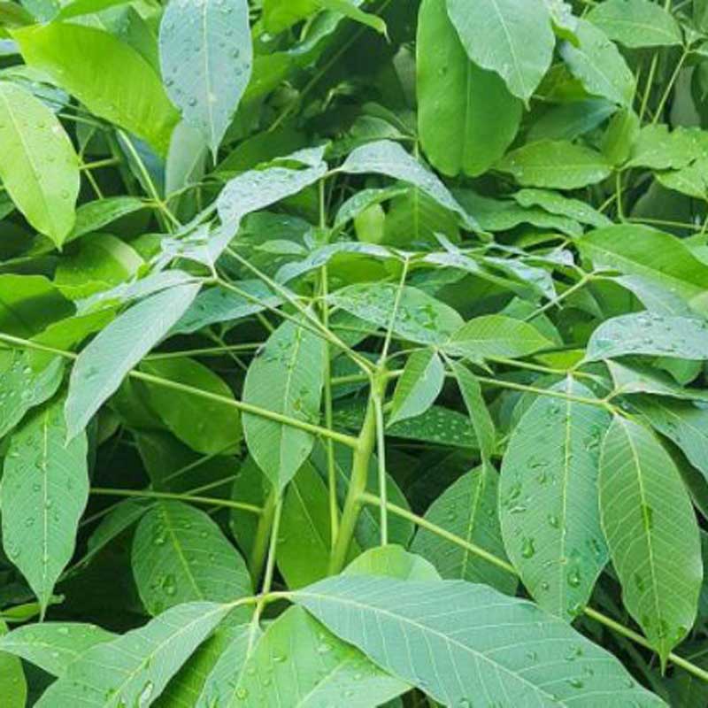 Mật ong Rừng Nhiệt Đới can 2800g