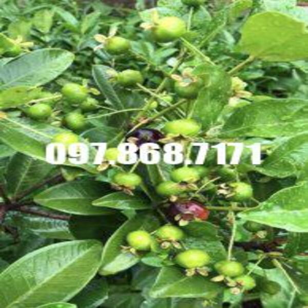 Cây cherry brazil
