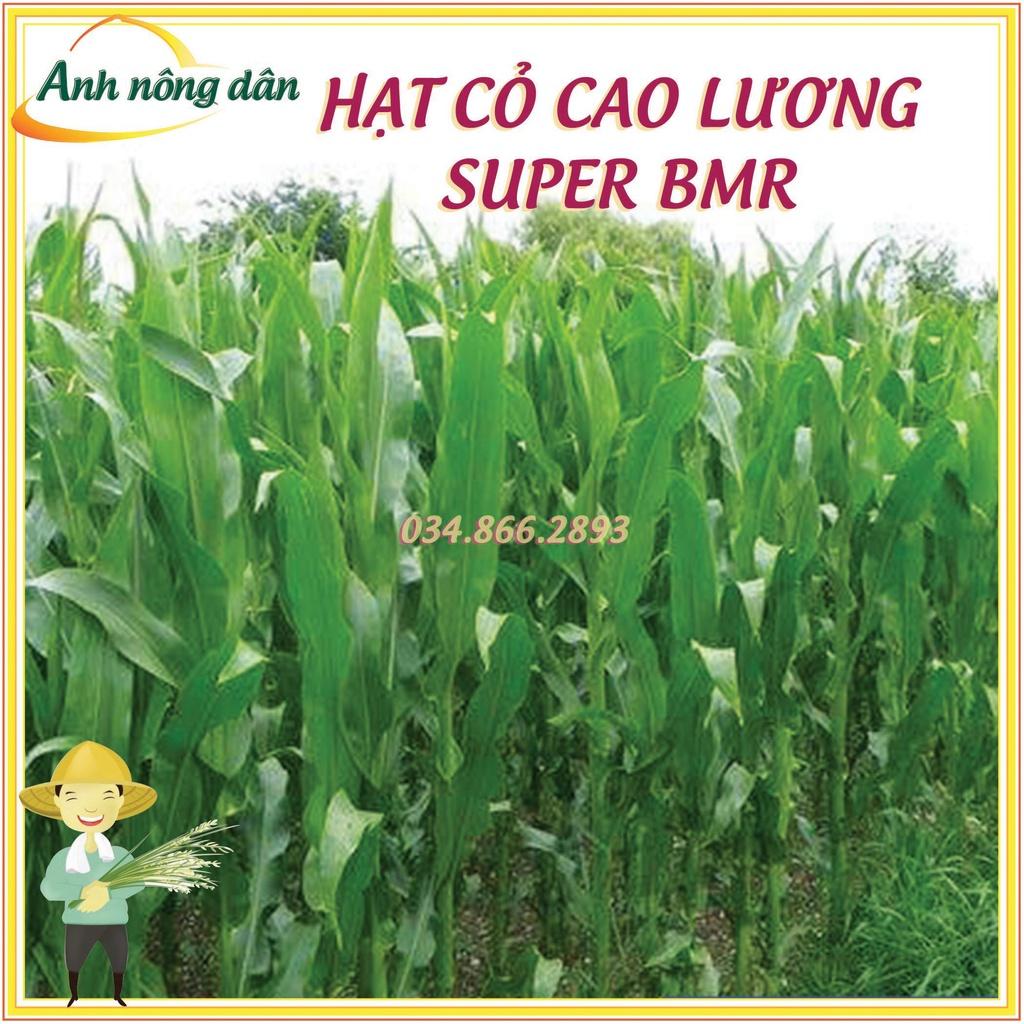 50 gam Hạt giống cỏ cao lương Super BMR - hạt giống cỏ lai sudan Super BMR