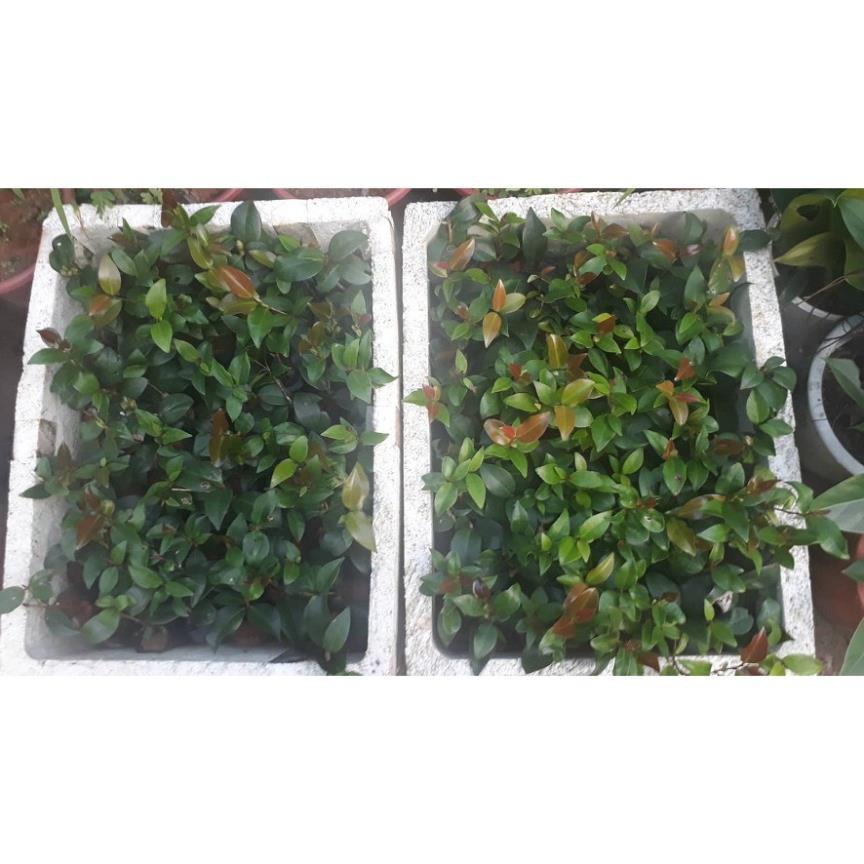 Combo 4 cây giống hoa trà my HỒNG CỔ THƠM--cây giống rễ trần