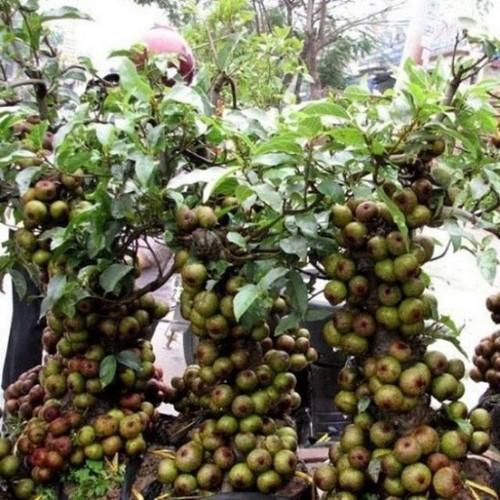 CHẬU SUNG THẾ , GIỐNG SUNG NẾP SIÊU QUẢ- MANG ĐẾN SỰ SUNG TÚC, ĐẦM ẤM, ĐỦ ĐẦY CHO GIA CHỦ - CGSTCNSQ
