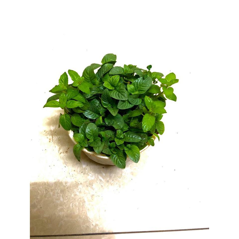 Cây Quế Vị – Thơm Mùi Xá Xị