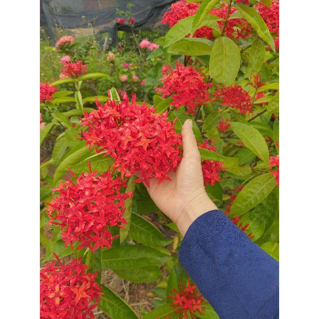 Mẫu đơn cây sắp hoa