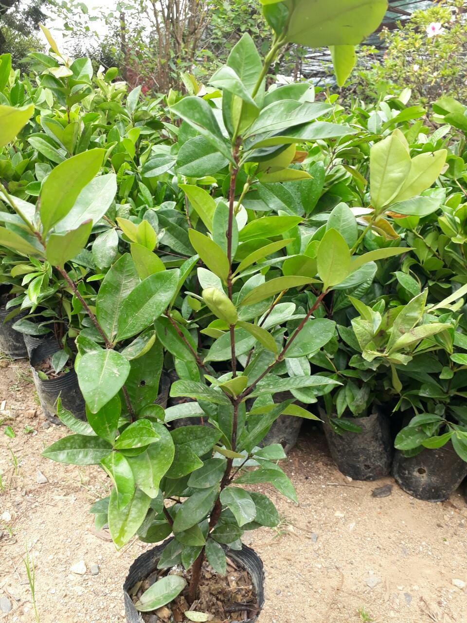 CÂY GIỐNG LÁ VỐI