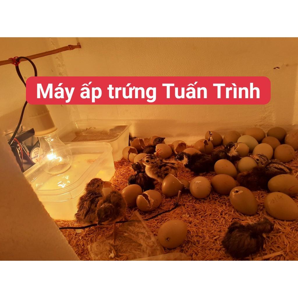 Máy ấp trứng mini