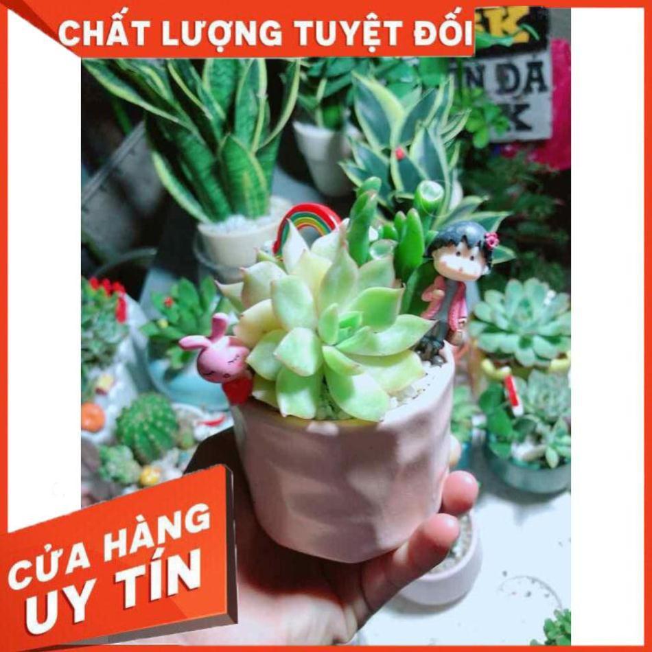 Chậu sen đá tiểu cảnh Nhiều Người Mua